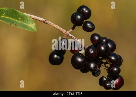 Baies de cornet commun (Ligustrum vulgare) Banque D'Images