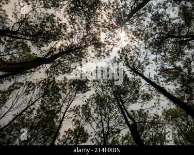 Canopée Pinus merkusii, pin Merkus ou pin Sumatra dans la forêt, fond naturel. Banque D'Images