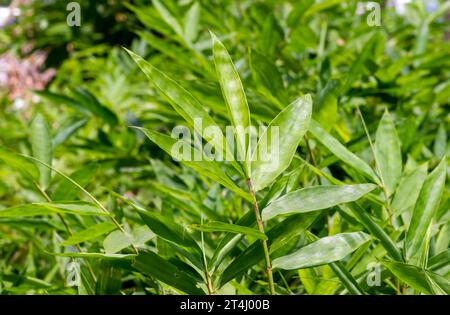 Jeune plante de bambou, Bambusa sp., dans la pépinière pour fond naturel. Mise au point peu profonde. Banque D'Images