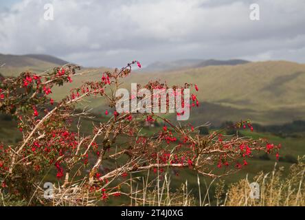 Fuchsia rouge dans le paysage irlandais vallonné Banque D'Images