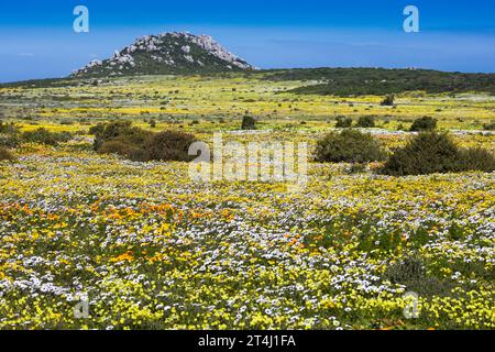 Un paysage d'un grand affichage de marguerites jaunes et blanches poussant au printemps sur la côte ouest de l'Afrique du Sud avec une colline au loin Banque D'Images