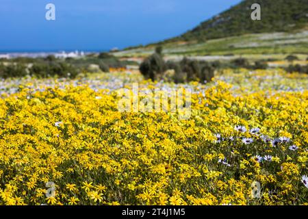 Un paysage d'une grande exposition de marguerites jaunes et blanches poussant au printemps sur la côte ouest de l'Afrique du Sud Banque D'Images