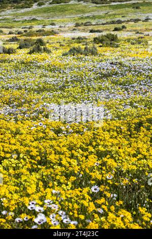 Une grande exposition de marguerites jaunes et blanches poussant au printemps sur la côte ouest de l'Afrique du Sud. Oorintation de portrait Banque D'Images