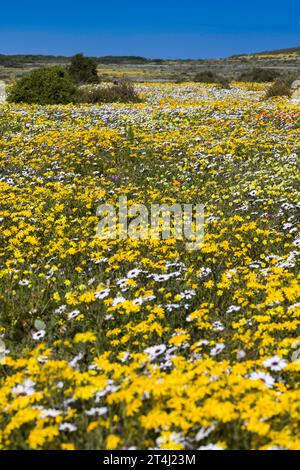 Une grande exposition de marguerites jaunes et blanches poussant au printemps sur la côte ouest de l'Afrique du Sud. Oorintation de portrait Banque D'Images