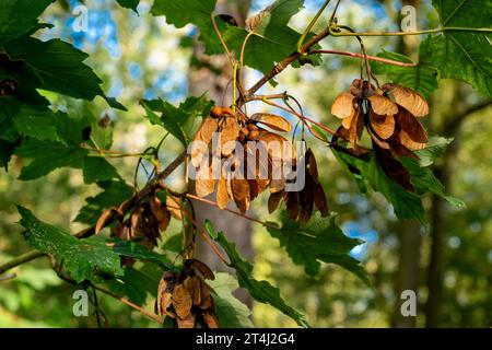 Fruits ailés (samaras) d'un sycomore (Acer pseudoplatanus) en septembre, Cambridgeshire, Angleterre Banque D'Images