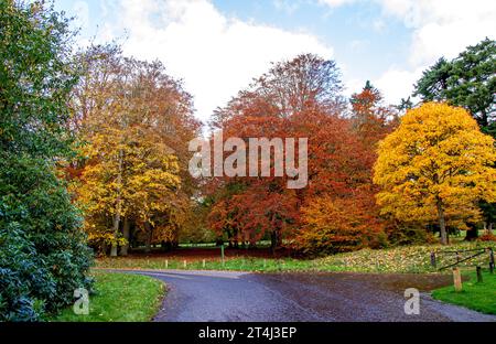 Dundee, Tayside, Écosse, Royaume-Uni. 31 octobre 2023. Météo britannique : belles scènes automnales au Dundee Camperdown Country Park en Écosse. Crédit : Dundee Photographics/Alamy Live News Banque D'Images