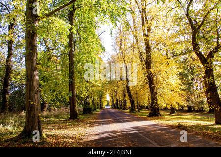 Dundee, Tayside, Écosse, Royaume-Uni. 31 octobre 2023. Météo britannique : belles scènes automnales au Dundee Camperdown Country Park en Écosse. Crédit : Dundee Photographics/Alamy Live News Banque D'Images