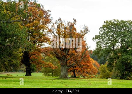 Dundee, Tayside, Écosse, Royaume-Uni. 31 octobre 2023. Météo britannique : belles scènes automnales au Dundee Camperdown Country Park en Écosse. Crédit : Dundee Photographics/Alamy Live News Banque D'Images