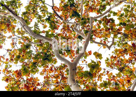 Branche d'arbre de Sycamore avec feuillage d'automne coloré isolé sur un fond blanc Banque D'Images