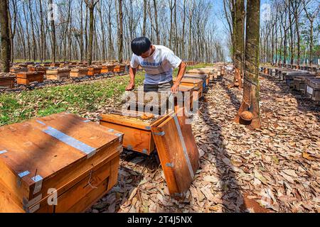 Essaims d'abeilles à l'entrée de la ruche dans une abeille mellifère animée, volant dans l'air printanier. Ferme à la forêt de caoutchouc , Binh Phuoc, Vietnam Banque D'Images