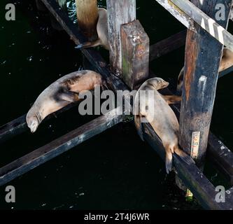 Deux otaries dormant sous le quai à Santa Cruz, Californie Banque D'Images