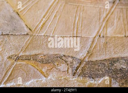 Egypte, Saqqara, tombeau de Mehu, crocodile sous une barque. Banque D'Images