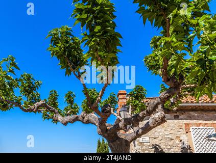 Une très belle et rare race d'arbres que les Américains appellent un arbre plane. On le trouve dans diverses régions de l'hémisphère Nord. Banque D'Images