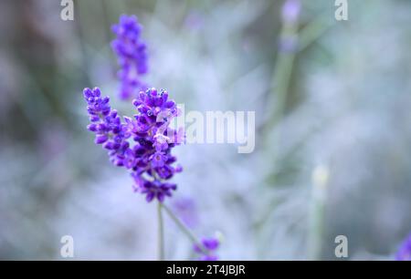 Gros plan sur de minuscules fleurs bleues délicates de Lavande anglaise dans le jardin d'été Banque D'Images