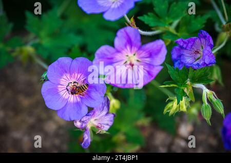 Abeille de miel sur une fleur bleu violet de rozanne de Géranium en été Banque D'Images
