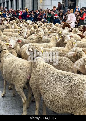 Madrid, Espagne - 23 octobre 2023 : Fiesta de la Trashumancia, troupeaux de moutons et de chèvres avec des cordonniers et des costumes traditionnels dans les rues de Madrid sur l'ancienne Banque D'Images