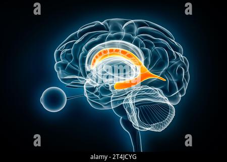 Illustration du rendu 3D de la vue radiologique du profil du ventricule latéral. Cerveau humain et système ventriculaire cérébral anatomie, médical, soins de santé, biologie, science Banque D'Images