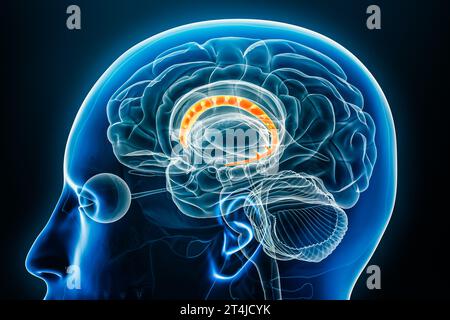 Vue rapprochée du profil radiographique du noyau caudé illustration de rendu 3D avec contours corporels. Anatomie du cerveau humain et des ganglions de la base, médecine, biologie, science-science Banque D'Images