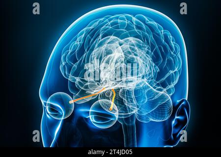 Vue radiologique des nerfs optiques avec illustration de rendu 3D du cerveau. Anatomie du corps humain et du système nerveux, médecine, biologie, sciences, neurosciences, ne Banque D'Images