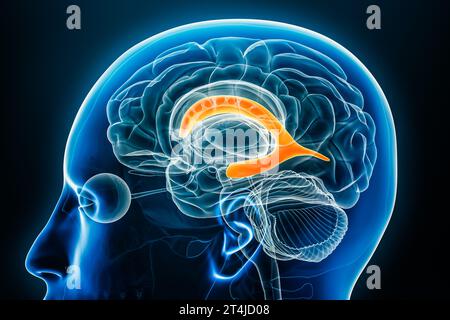 Vue rapprochée du profil radiographique du ventricule latéral illustration du rendu 3D avec contours du corps. Cerveau humain et anatomie du système ventriculaire, médical, biolo Banque D'Images