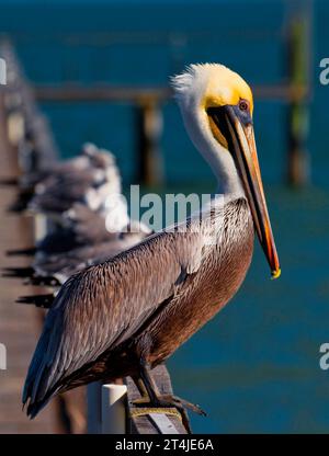 Pelican à Corpus Christi, Texas Banque D'Images