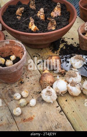 Bulbes de printemps prêts à être plantés en pots Banque D'Images