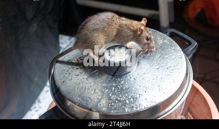 Hambourg, Allemagne. 25 octobre 2023. Un rat est assis sur une marmite, qui est placée sur une terrasse. Le rat appartient à l'ordre des rongeurs (Rodentia) et à la famille des souris (Muridae). Crédit : Markus Scholz/dpa/Alamy Live News Banque D'Images