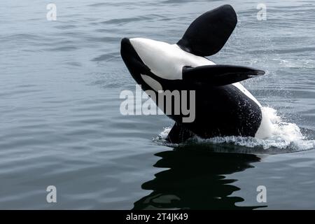 L'ordure Orcinus orca, un bébé, s'échappe de manière ludique dans les eaux bleues et grises de la baie de Monterey Banque D'Images