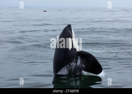 L'ordure Orcinus orca, un bébé, s'échappe de manière ludique dans les eaux bleues et grises de la baie de Monterey Banque D'Images