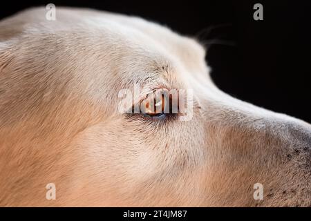 Oeil brun d'un Labrador retriever blonde Banque D'Images