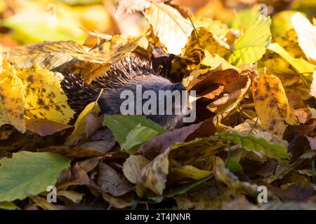 IGEL, im Laub, Herbstlaub, Falllaub, Blätter, Europäischer Igel, Westigel, Braunbrustigel, West-Igel, Braunbrust-Igel, Erinaceus europaeus, hérisson, Banque D'Images