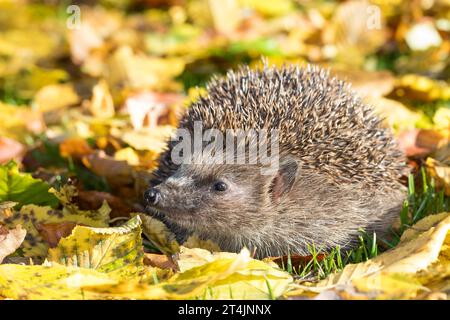 IGEL, im Laub, Herbstlaub, Falllaub, Blätter, Europäischer Igel, Westigel, Braunbrustigel, West-Igel, Braunbrust-Igel, Erinaceus europaeus, hérisson, Banque D'Images