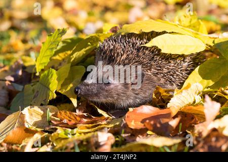 IGEL, im Laub, Herbstlaub, Falllaub, Blätter, Europäischer Igel, Westigel, Braunbrustigel, West-Igel, Braunbrust-Igel, Erinaceus europaeus, hérisson, Banque D'Images