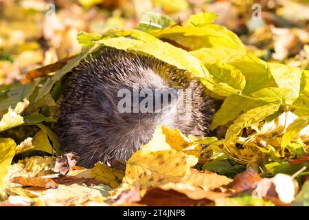 IGEL, im Laub, Herbstlaub, Falllaub, Blätter, Europäischer Igel, Westigel, Braunbrustigel, West-Igel, Braunbrust-Igel, Erinaceus europaeus, hérisson, Banque D'Images