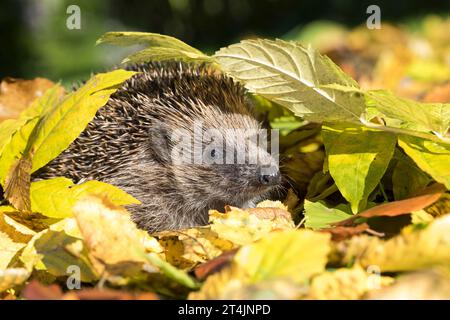 IGEL, im Laub, Herbstlaub, Falllaub, Blätter, Europäischer Igel, Westigel, Braunbrustigel, West-Igel, Braunbrust-Igel, Erinaceus europaeus, hérisson, Banque D'Images