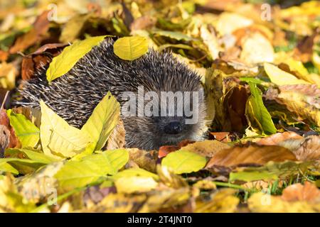 IGEL, im Laub, Herbstlaub, Falllaub, Blätter, Europäischer Igel, Westigel, Braunbrustigel, West-Igel, Braunbrust-Igel, Erinaceus europaeus, hérisson, Banque D'Images