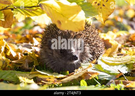 IGEL, im Laub, Herbstlaub, Falllaub, Blätter, Europäischer Igel, Westigel, Braunbrustigel, West-Igel, Braunbrust-Igel, Erinaceus europaeus, hérisson, Banque D'Images