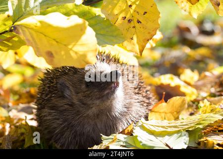 IGEL, im Laub, Herbstlaub, Falllaub, Blätter, Europäischer Igel, Westigel, Braunbrustigel, West-Igel, Braunbrust-Igel, Erinaceus europaeus, hérisson, Banque D'Images