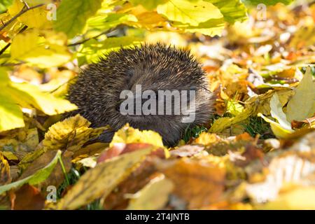 IGEL, im Laub, Herbstlaub, Falllaub, Blätter, Europäischer Igel, Westigel, Braunbrustigel, West-Igel, Braunbrust-Igel, Erinaceus europaeus, hérisson, Banque D'Images