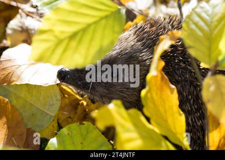 IGEL, im Laub, Herbstlaub, Falllaub, Blätter, Europäischer Igel, Westigel, Braunbrustigel, West-Igel, Braunbrust-Igel, Erinaceus europaeus, hérisson, Banque D'Images