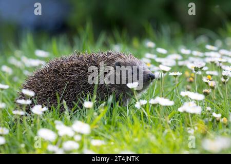 IGEL, Europäischer Igel, Westigel, Braunbrustigel, West-Igel, Braunbrust-Igel, erinaceus europaeus, hérisson, hérisson occidental, hérisson européen, le Banque D'Images