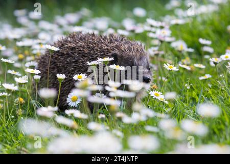 IGEL, Europäischer Igel, Westigel, Braunbrustigel, West-Igel, Braunbrust-Igel, erinaceus europaeus, hérisson, hérisson occidental, hérisson européen, le Banque D'Images