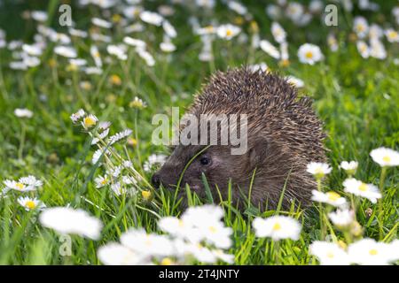 IGEL, Europäischer Igel, Westigel, Braunbrustigel, West-Igel, Braunbrust-Igel, erinaceus europaeus, hérisson, hérisson occidental, hérisson européen, le Banque D'Images