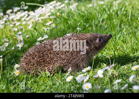 IGEL, Europäischer Igel, Westigel, Braunbrustigel, West-Igel, Braunbrust-Igel, erinaceus europaeus, hérisson, hérisson occidental, hérisson européen, le Banque D'Images