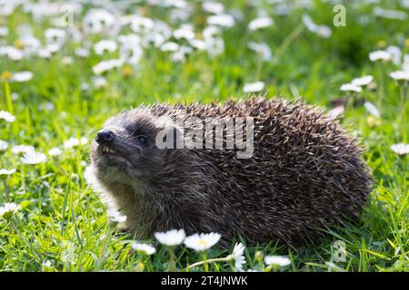 IGEL, Europäischer Igel, Westigel, Braunbrustigel, West-Igel, Braunbrust-Igel, erinaceus europaeus, hérisson, hérisson occidental, hérisson européen, le Banque D'Images