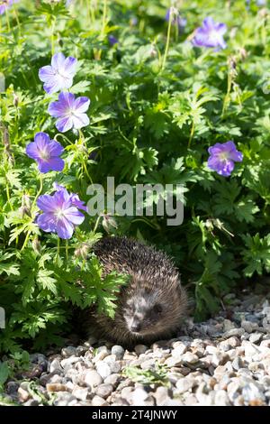 IGEL, Europäischer Igel, Westigel, Braunbrustigel, West-Igel, Braunbrust-Igel, erinaceus europaeus, hérisson, hérisson occidental, hérisson européen, le Banque D'Images