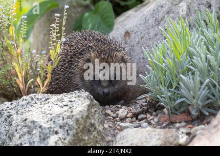 IGEL, Europäischer Igel, Westigel, Braunbrustigel, West-Igel, Braunbrust-Igel, erinaceus europaeus, hérisson, hérisson occidental, hérisson européen, le Banque D'Images