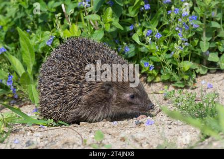 IGEL, Europäischer Igel, Westigel, Braunbrustigel, West-Igel, Braunbrust-Igel, erinaceus europaeus, hérisson, hérisson occidental, hérisson européen, le Banque D'Images