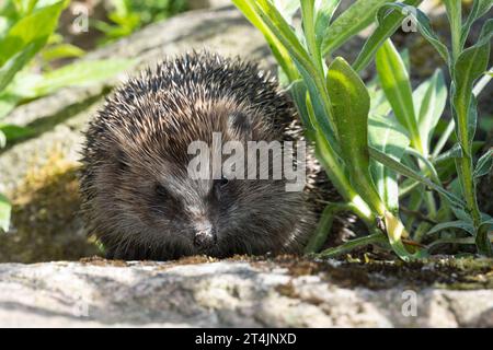 IGEL, Europäischer Igel, Westigel, Braunbrustigel, West-Igel, Braunbrust-Igel, erinaceus europaeus, hérisson, hérisson occidental, hérisson européen, le Banque D'Images