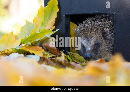 IGEL guckt aus Igelhaus, Schlafhaus, selbst gebauter Kasten zur Überwinterung oder als Tagesversteck, DIY, Europäischer Igel, Westigel, Braunbrustigel Banque D'Images